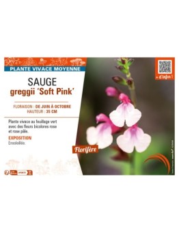 SAUGE greggii Soft Pink