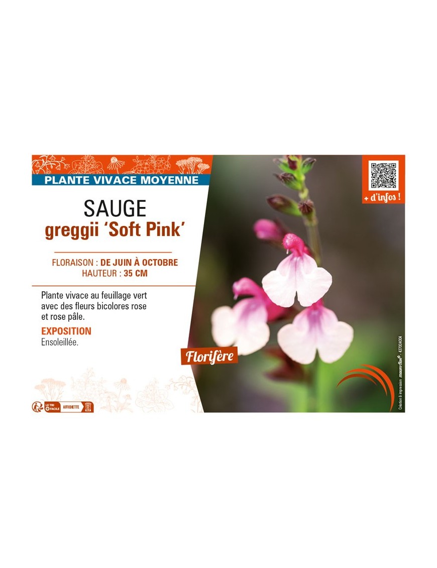 SAUGE greggii Soft Pink