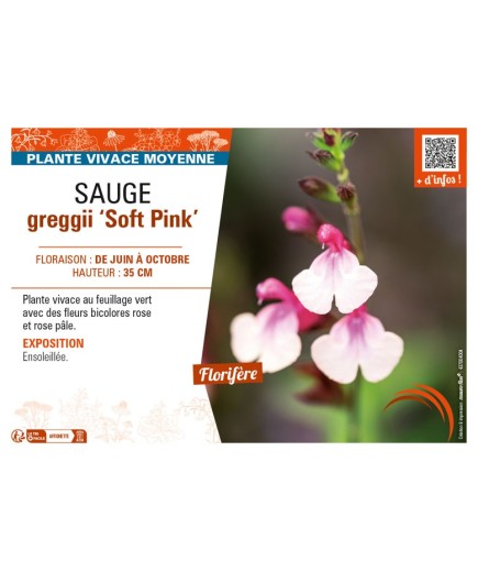 SAUGE greggii Soft Pink