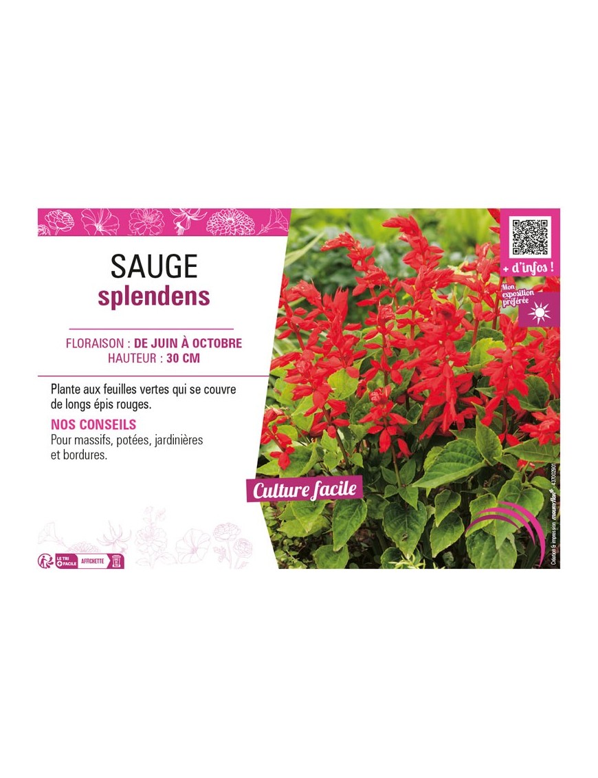 SAUGE SPLENDENS (varié)