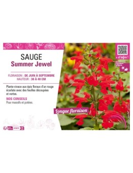 SAUGE SUMMER JEWEL