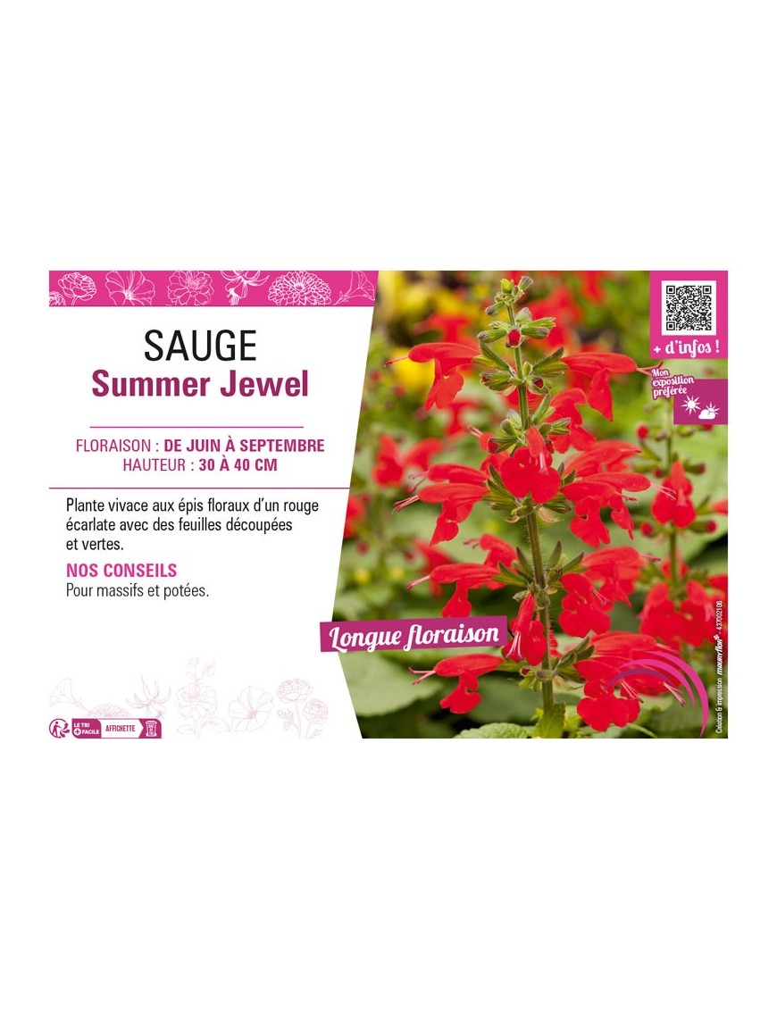 SAUGE SUMMER JEWEL
