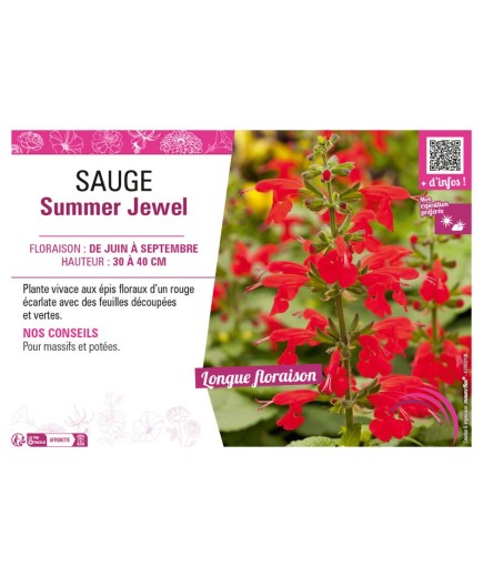 SAUGE SUMMER JEWEL