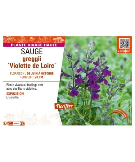 SAUGE greggii Violette de Loire