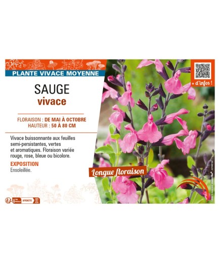 SAUGE VIVACE