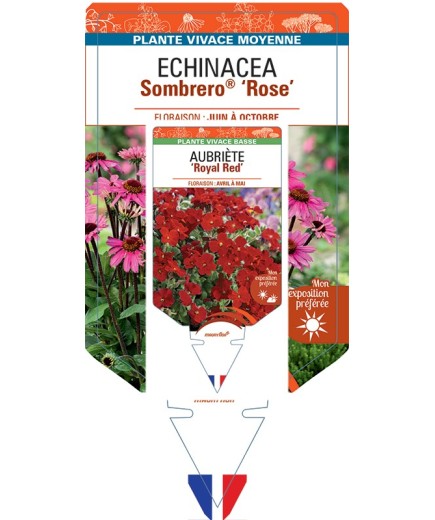 ECHINACEA Sombrero® Rose