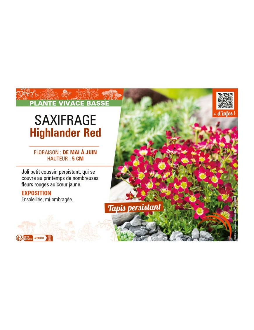 SAXIFRAGA HIGHLANDER RED