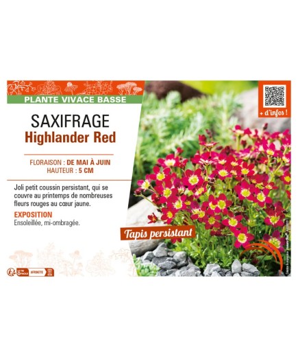 SAXIFRAGA HIGHLANDER RED