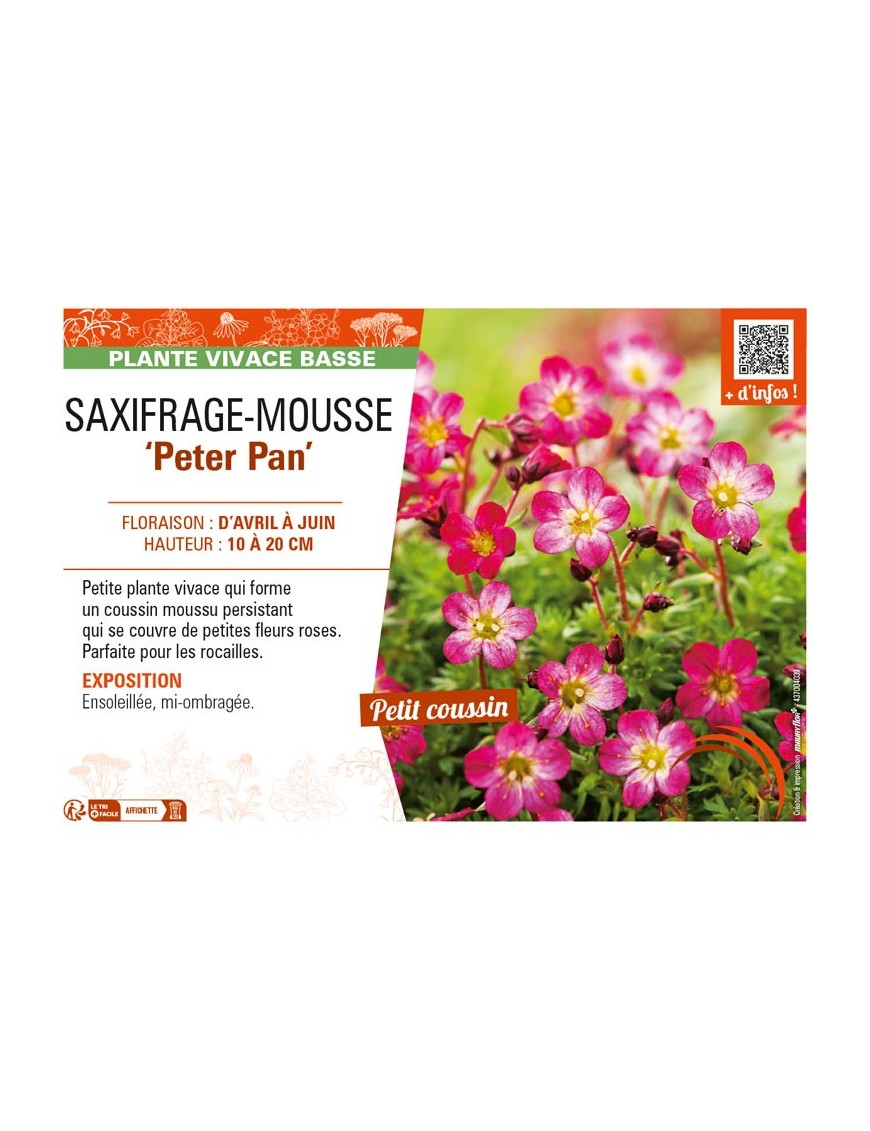 SAXIFRAGA arendsii Peter Pan voir SAXIFRAGE-MOUSSE
