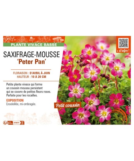 SAXIFRAGA arendsii Peter Pan voir SAXIFRAGE-MOUSSE