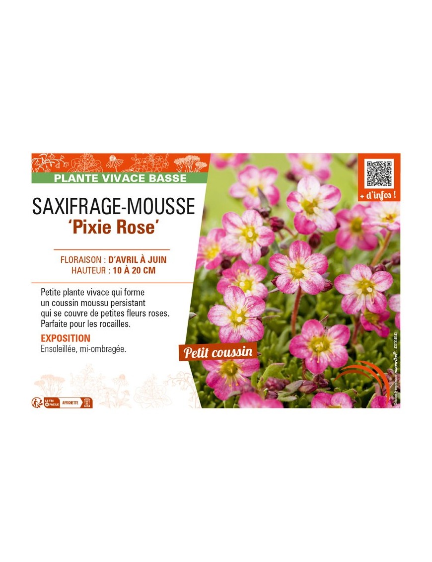 SAXIFRAGA arendsii Pixie Rose voir SAXIFRAGE-MOUSSE