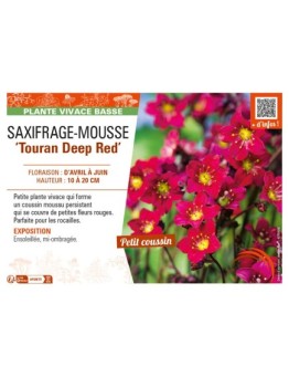 SAXIFRAGA arendsii Touran Deep Red voir SAXIFRAGE-MOUSSE