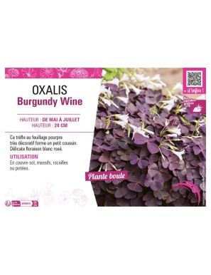 OXALIS BURGUNDY WINE