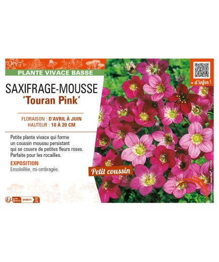 SAXIFRAGA arendsii Touran Pink voir SAXIFRAGE-MOUSSE