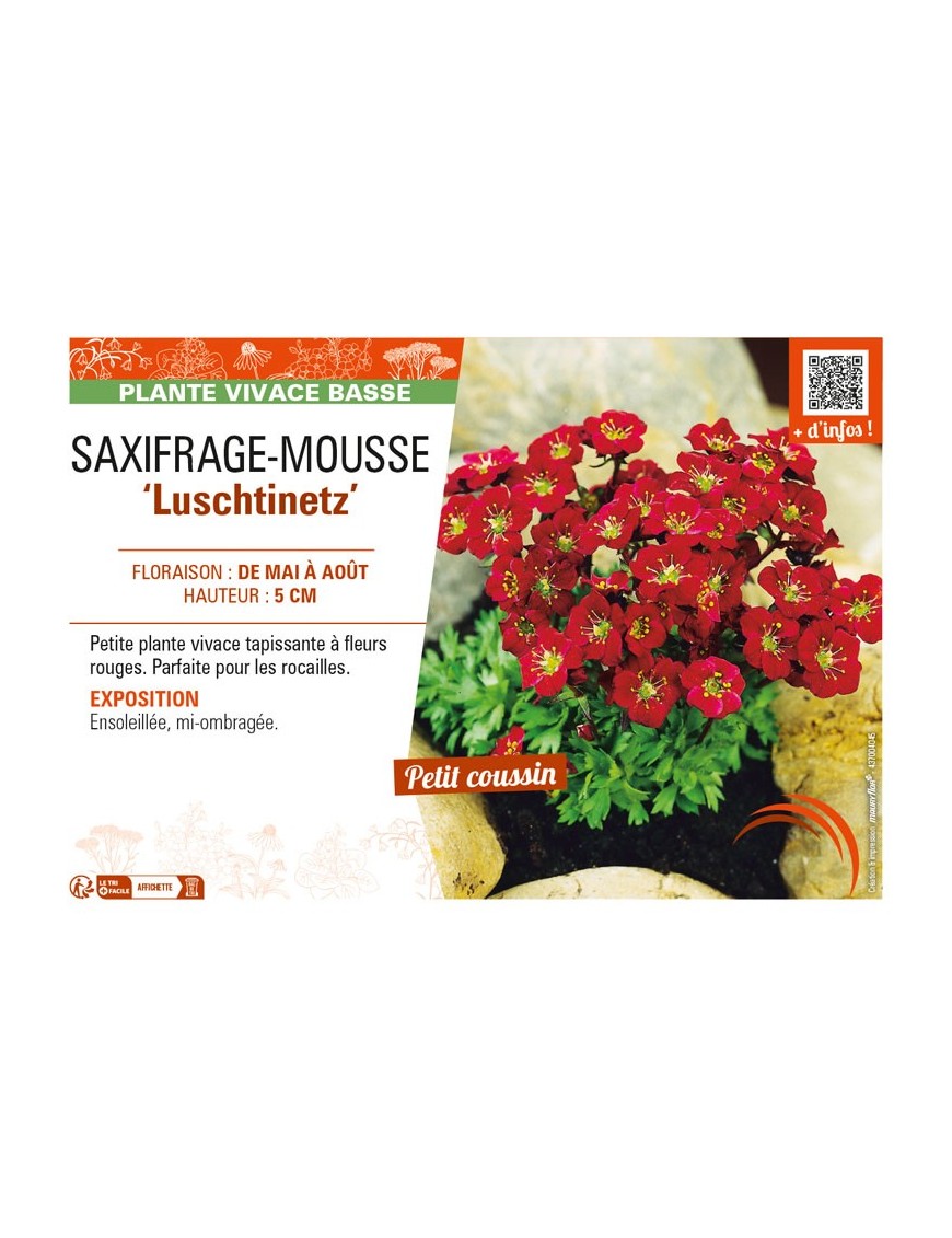 SAXIFRAGA arendsii Luschtinetz voir SAXIFRAGE-MOUSSE