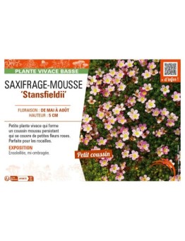 SAXIFRAGA arendsii Stansfieldii voir SAXIFRAGE-MOUSSE