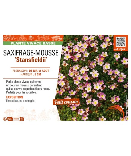 SAXIFRAGA arendsii Stansfieldii voir SAXIFRAGE-MOUSSE