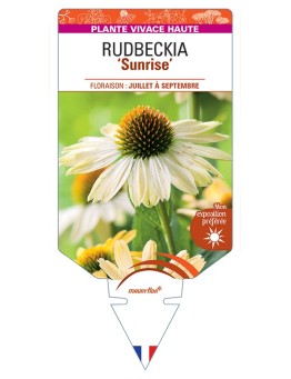 ECHINACEA Sunrise voir Rudbeckia
