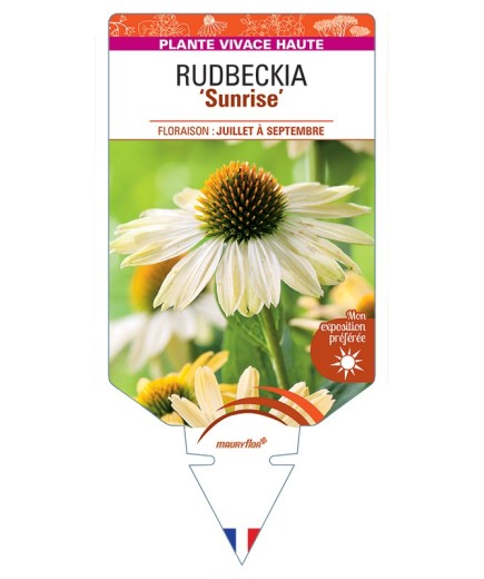 ECHINACEA Sunrise voir Rudbeckia