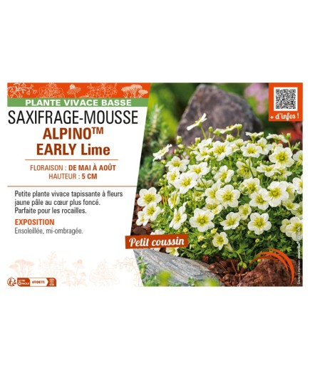 SAXIFRAGA x arendsii ALPINOTM Early Lime voir SAXIFRAGE-MOUSSE