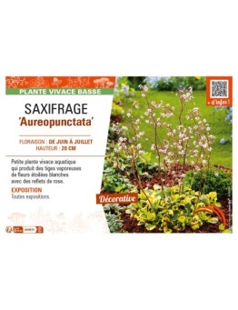 SAXIFRAGA (x urbium) Aureopunctata