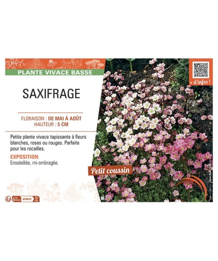 SAXIFRAGE