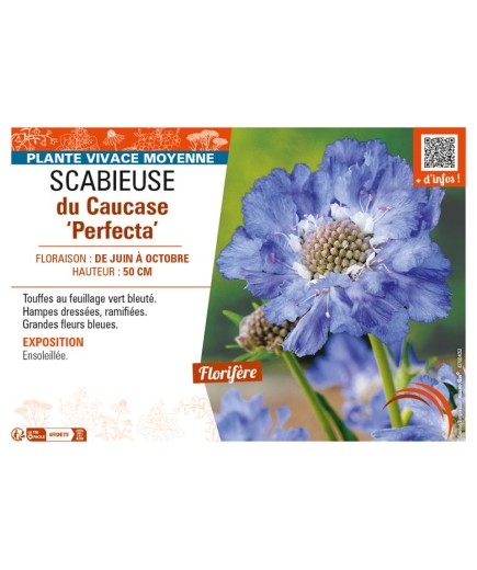 SCABIOSA caucasica Perfecta voir SCABIEUSE du Caucase