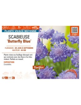 SCABIOSA columbaria Butterfly Blue voir SCABIEUSE