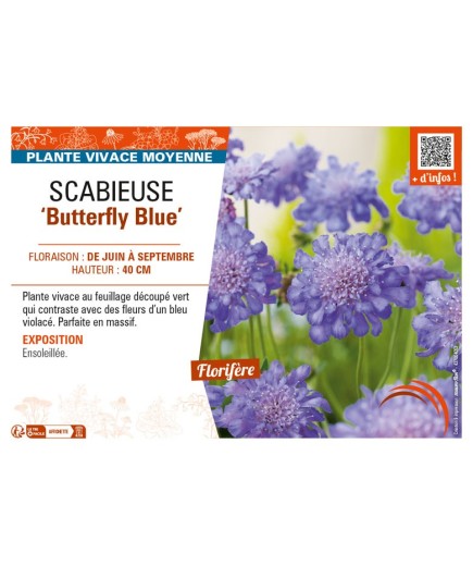 SCABIOSA columbaria Butterfly Blue voir SCABIEUSE