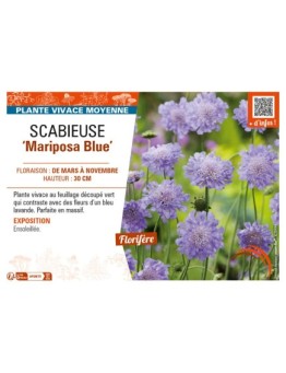 SCABIOSA columbaria Mariposa Blue voir SCABIEUSE
