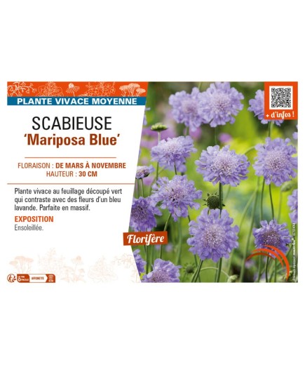 SCABIOSA columbaria Mariposa Blue voir SCABIEUSE