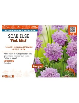 SCABIOSA columbaria Pink Mist voir SCABIEUSE