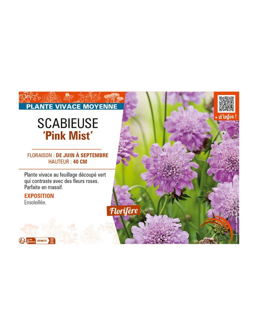 SCABIOSA columbaria Pink Mist voir SCABIEUSE