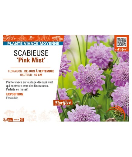 SCABIOSA columbaria Pink Mist voir SCABIEUSE