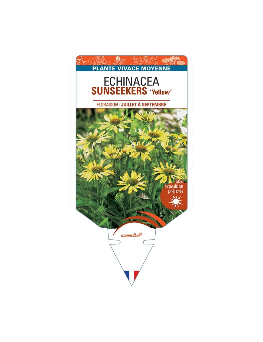 ECHINACEA SUNSEEKERS Yellow voir Rudbeckia