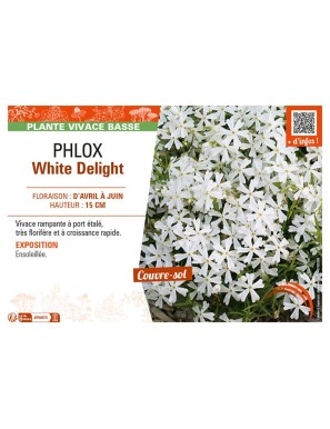 PHLOX WHITE DELIGHT
