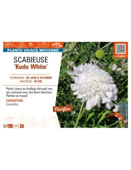 SCABIOSA incisa Kudo White voir SCABIEUSE