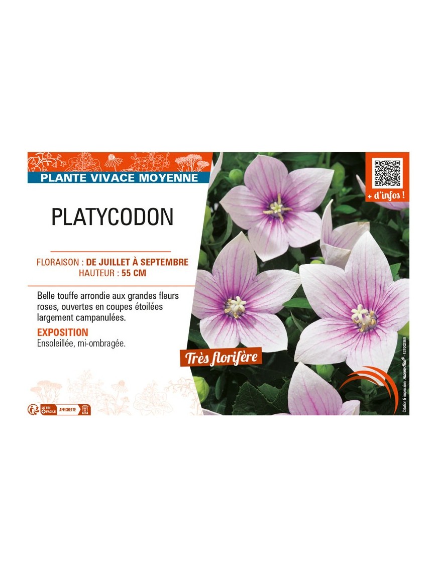 PLATYCODON (varié)