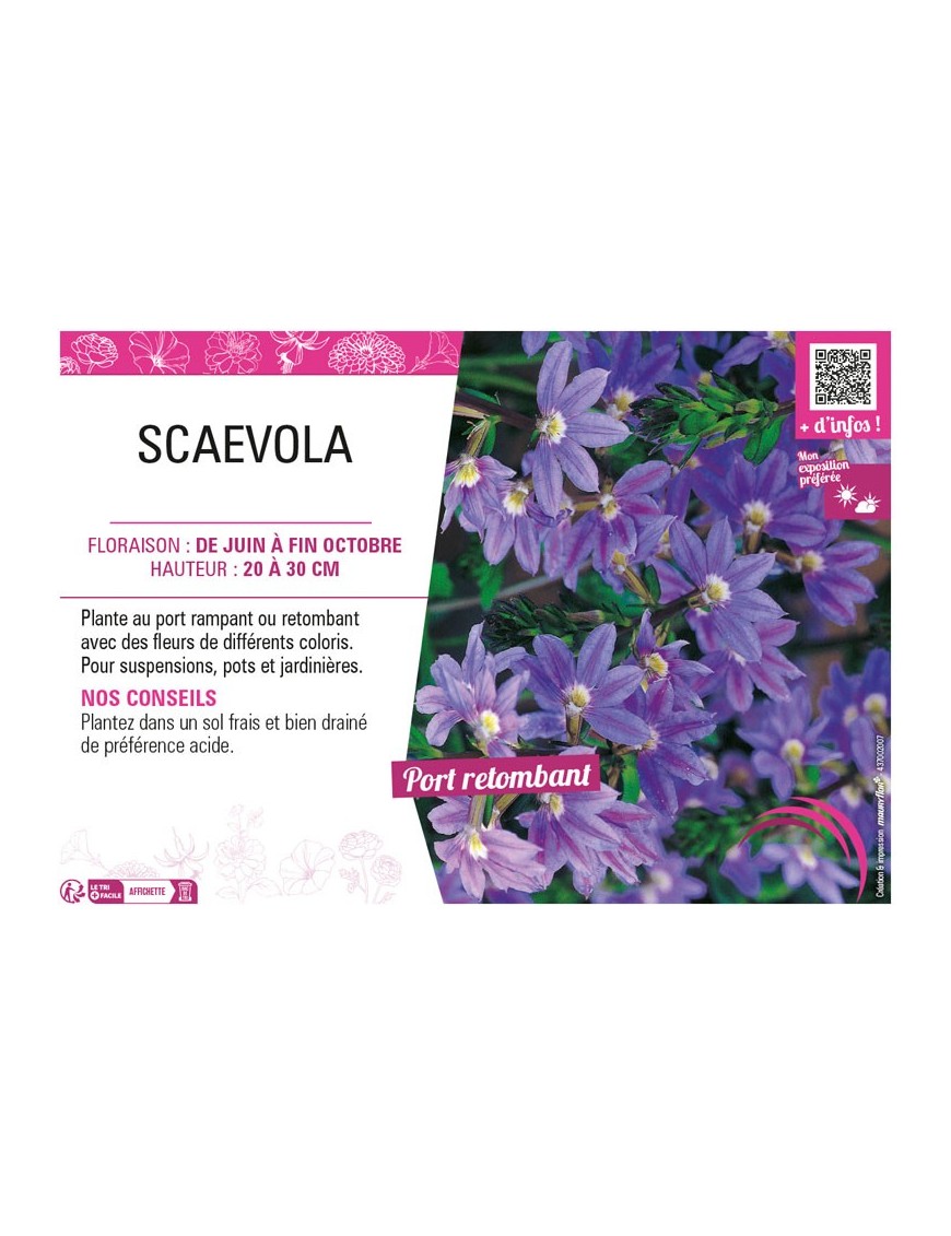 SCAEVOLA