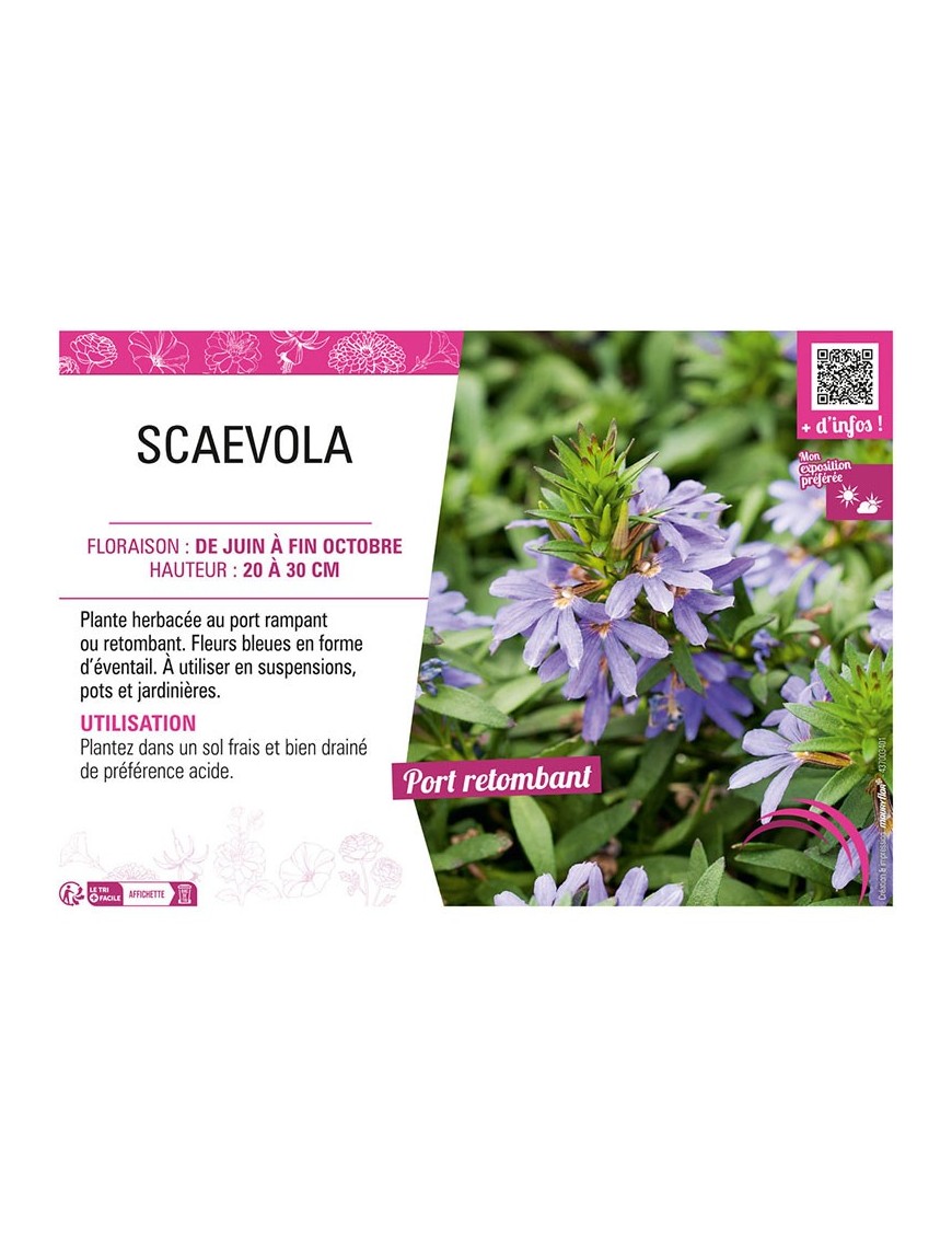 SCAEVOLA (bleu)