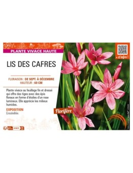 SCHIZOSTYLIS coccinea voir LIS DES CAFRES (rose)