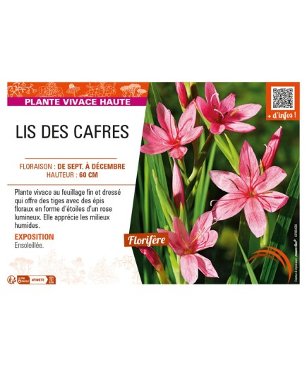 SCHIZOSTYLIS coccinea voir LIS DES CAFRES (rose)