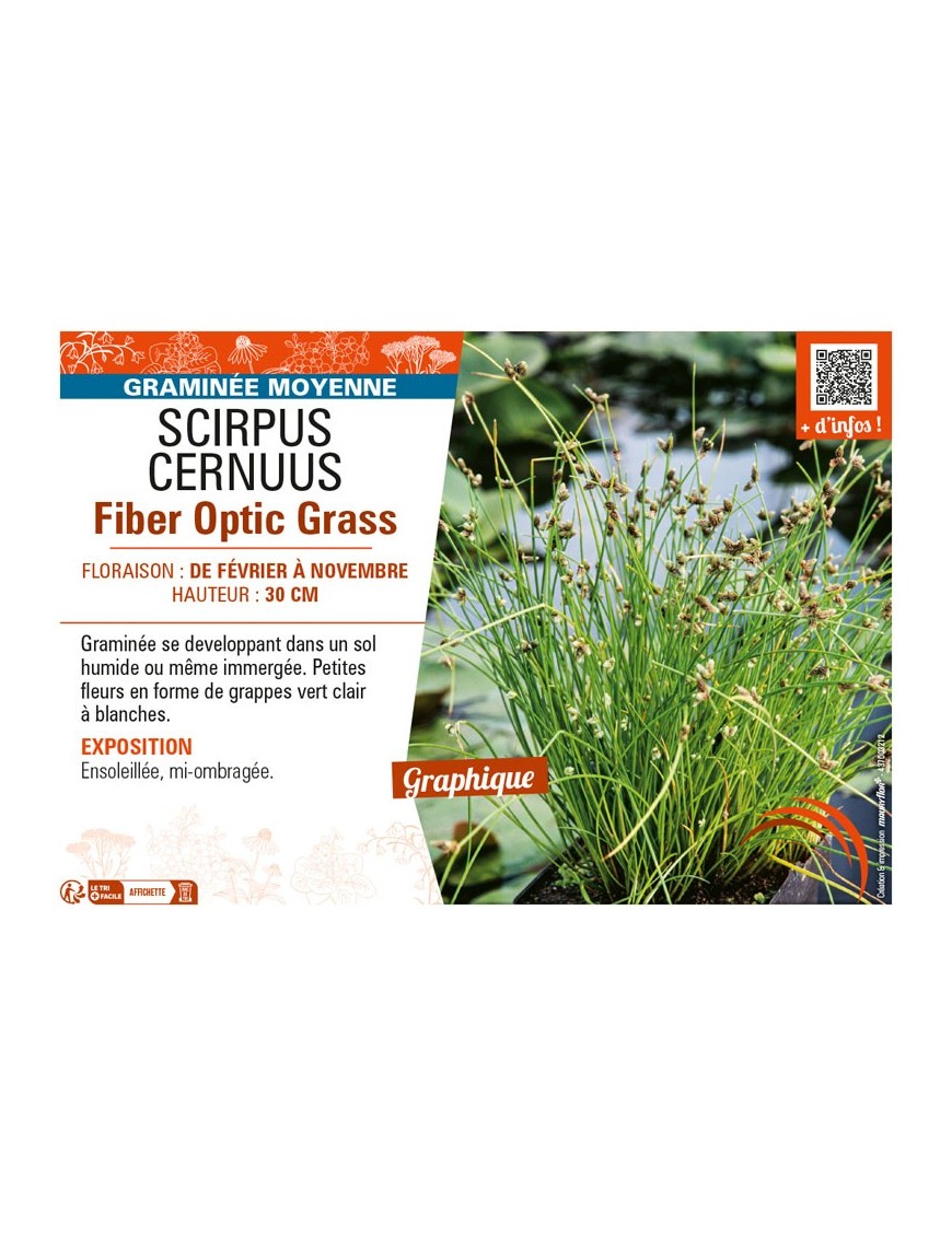 SCIRPUS CERNUUS FIBER OPTIC GRASS
