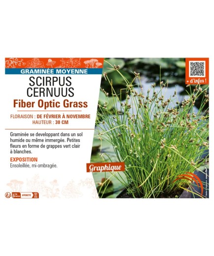 SCIRPUS CERNUUS FIBER OPTIC GRASS