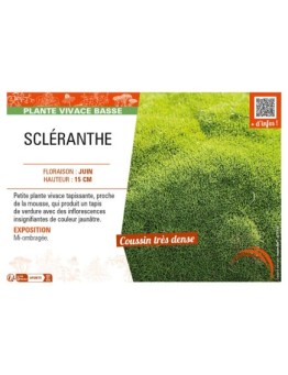 SCLERANTHUS uniflorus voir SCLÉRANTHE