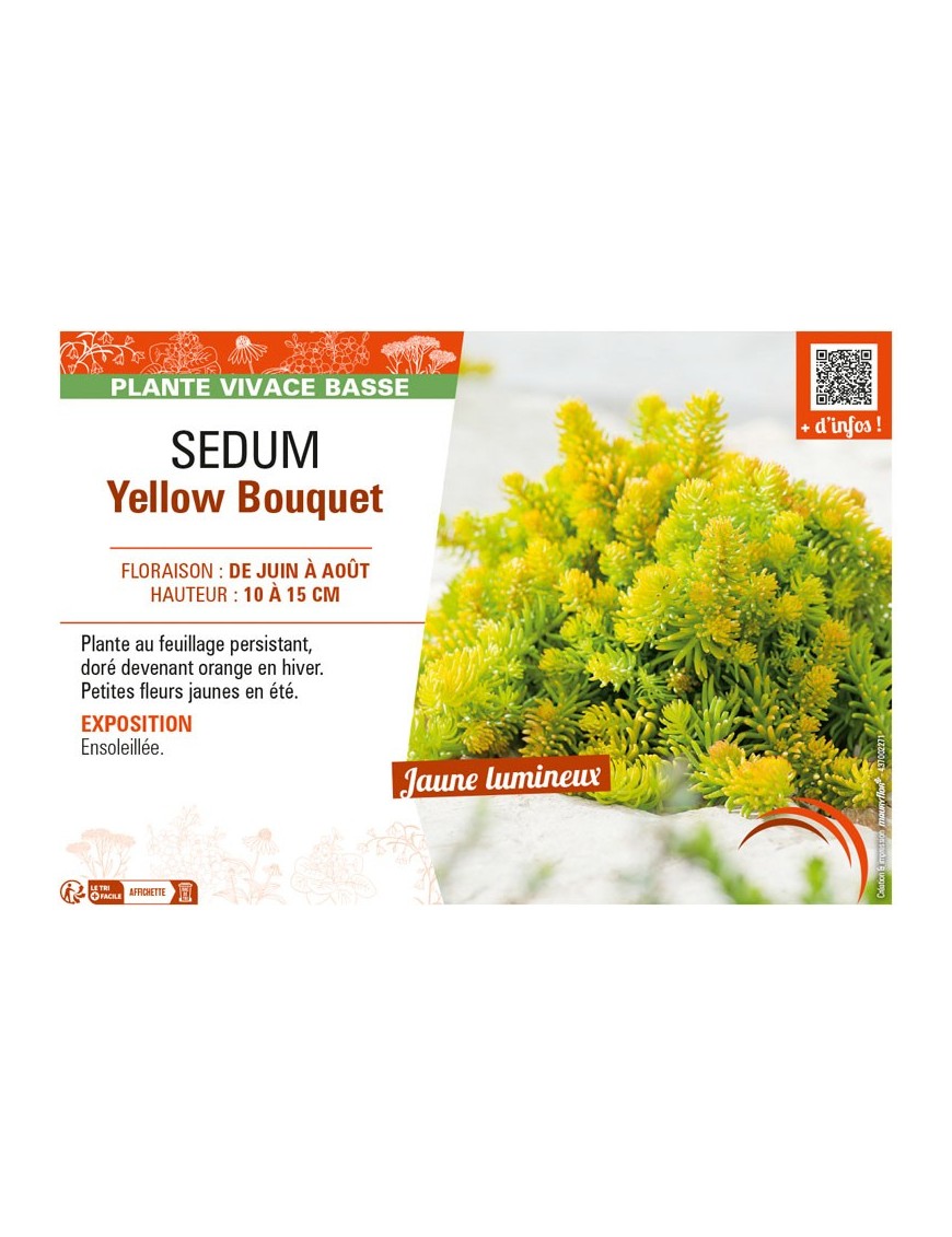 SEDUM YELLOW BOUQUET