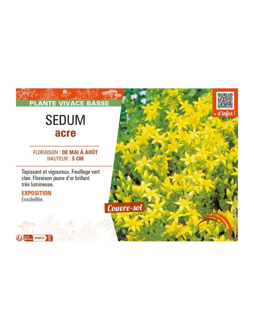 SEDUM ACRE