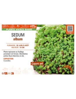 SEDUM ALBUM