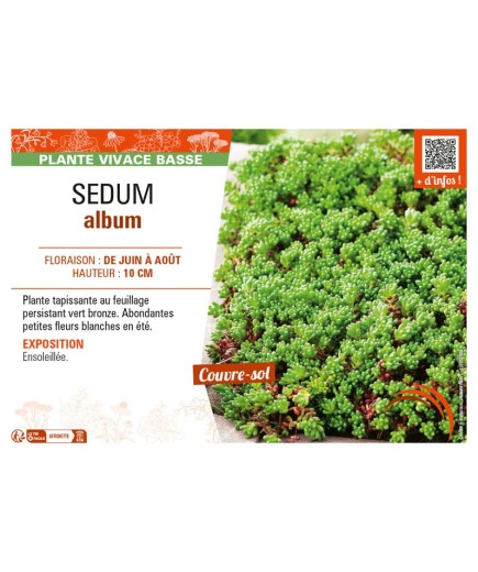 SEDUM ALBUM