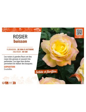 ROSIER BUISSON